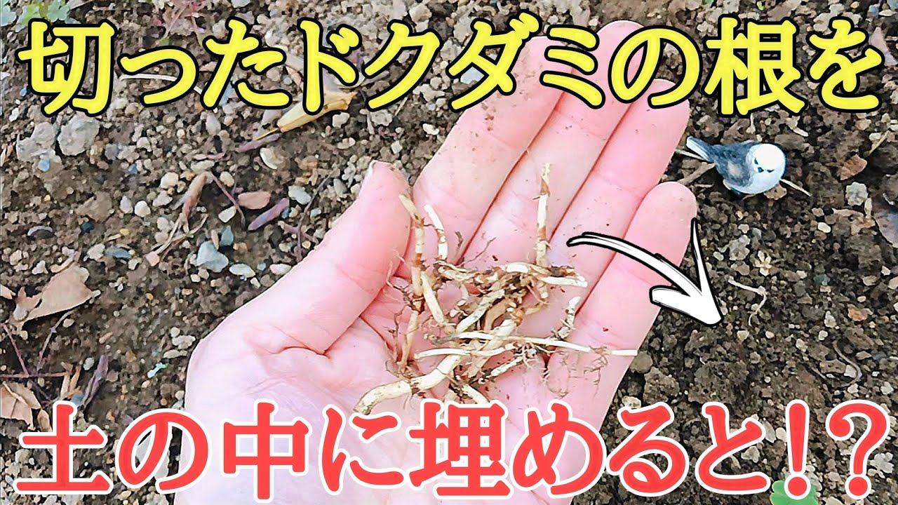 サムネ