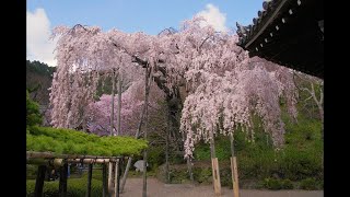 🌸【圧巻】京都の桜 八十八か所巡礼｜歴史と祈りが交差する春の旅