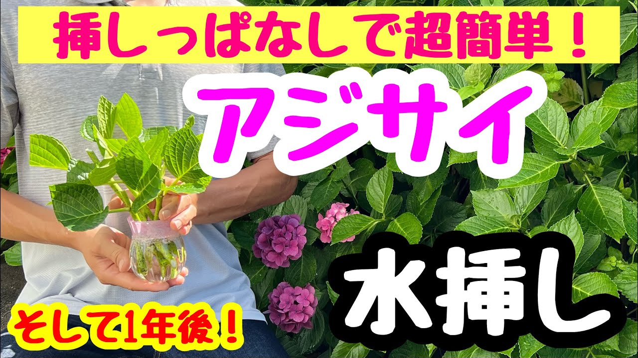 サムネ
