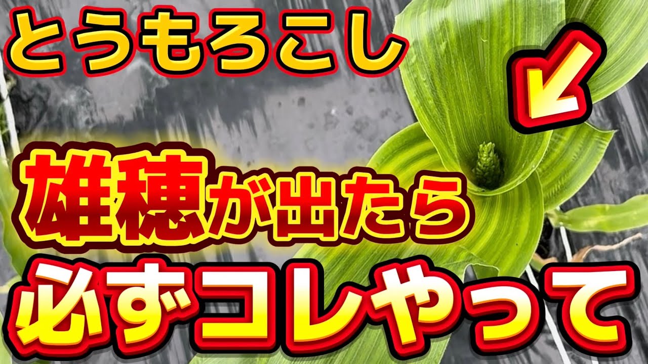 サムネ