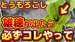 【とうもろこし】雄穂が出たら必ずコレやって下さい！放っとくと枯れる可能性があります。必ず気を付けて