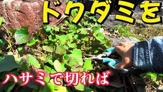 目からうろこの雑草対策｜ドクダミをハサミで切ると凄い事が起こるぜ！！