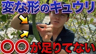 【今の時期出ます】キュウリ変な形のが出来たら〇〇が足りてない証拠です
