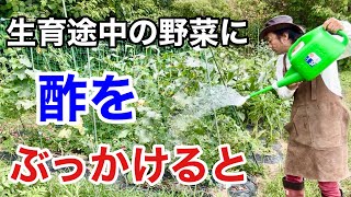 【ビックリ仰天】お酢をかけると植物が育ちが劇的によくなります　　　　　　【カーメン君】【園芸】【ガーデニング】【初心者】