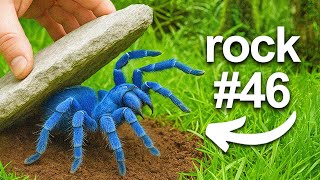 I Flipped 100 Rocks in a Rainforest, Here's What I Found...