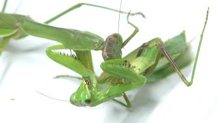 寄生されたカマキリを他のカマキリに食べさせると…