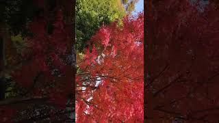 京都🍁美しい紅葉🎵😊落ち葉の舞う季節😺外国人観光客も感激😲❗知恩院前にて #Shorts #Kyoto #Japan #walking #京都 #散歩 #紅葉 #知恩院 #外国人観光客
