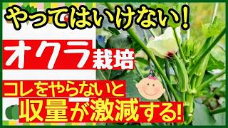 【オクラ栽培のコツ】収穫量を何倍にも増やす5つの管理！長～くたくさん収穫する最強の育て方～初心者・プランター栽培～