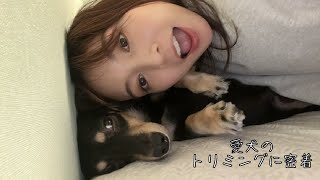 【ダックスフンドのトリミング】お姉さんが優しくてどんどん眠くなっちゃうワンコ