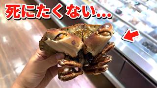 スーパーに売れ残っていた超レアなカニを飼育してみると…