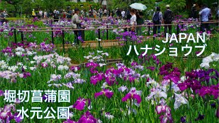 【堀切菖蒲園・水元公園:ハナショウブ】 葛飾菖蒲祭り 花菖蒲満開の絶景とイベント巡り アヤメ 紫陽花 東京観光 JAPAN Travel TOKYO Iris