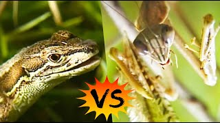 カマキリが子トカゲを喰い、親トカゲに喰われる！クモも参戦！庭先の激闘サバイバル【どうぶつ奇想天外／WAKUWAKU】