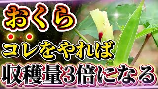 【おくら】収穫量を3倍に増やす3つのポイント！！重要なのは生態を理解してタイミングを間違えない！