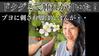 【野草の知恵】ドクダミの葉を使って3日間実証実験しました