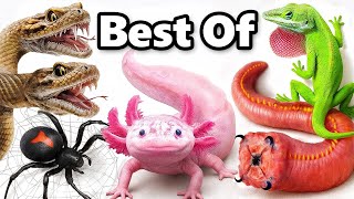 My Best Pets of 2025 (so far)