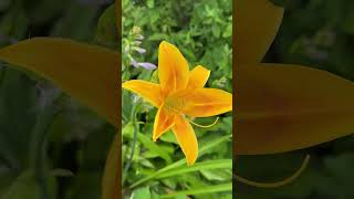 #80歳の庭づくり 「人生を豊かにしてくれるMy Garden 」2025.6.28朝☀️ #flowers #garden #gardening #毎日配信 #ガーデニング #花友 #植物