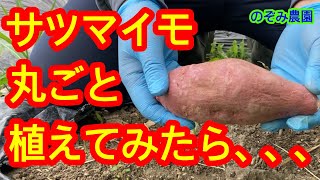 【どうなるの？】スーパーで買ったサツマイモを丸ごと、畑に植えたら予想外の展開に！植え付け〜収穫まで。