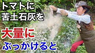 【目からウロコ】とんでもない効果が得られます　【カーメン君】【トマト】【苦土石灰】【育て方】