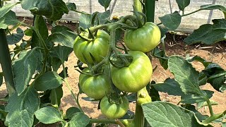 トマトの花が咲いても実らない？トマトを爆成りさせる簡単な方法！（下葉欠き〜摘葉のやり方）24/6/3