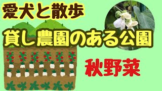 【秋野菜は何つくってるの？】気になる人の畑＃21しばみゆアットランダム #ろまんちっく村 #貸し農園 #秋野菜 #畑