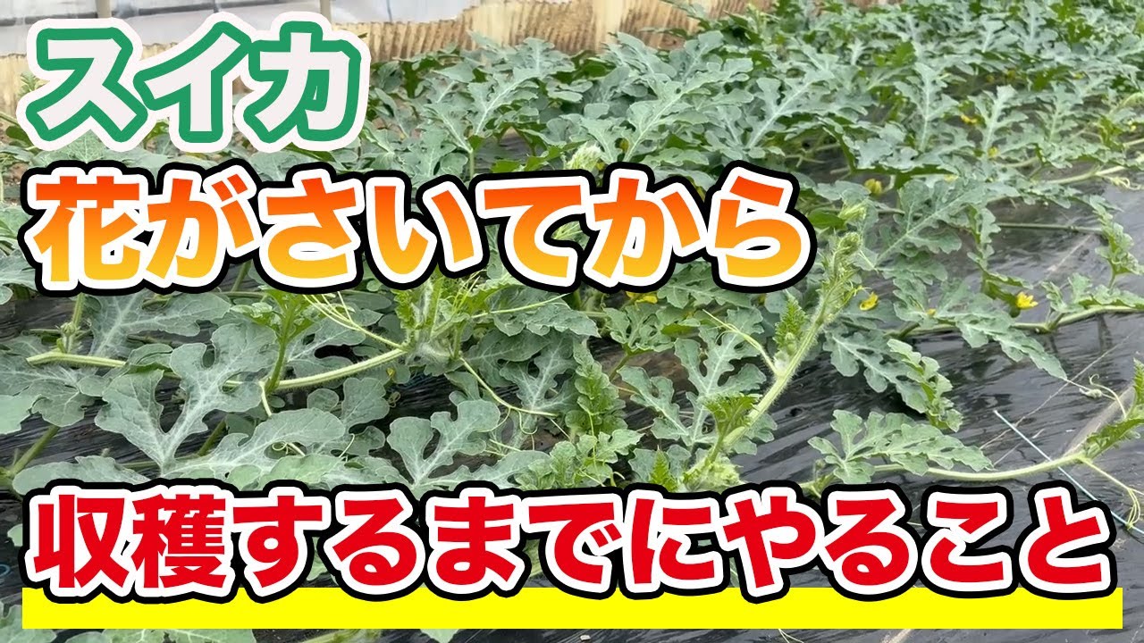 サムネ