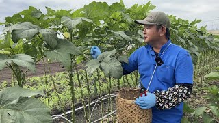 たったコレだけでオクラが元気に育ちます！【1株で100個の収穫】22/8/29
