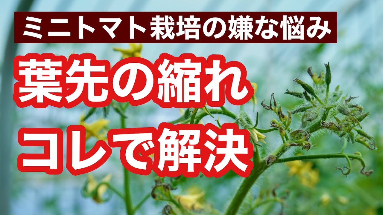 サムネ