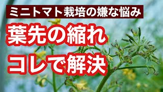 【ミニトマト栽培】就農5年目で葉先の縮れがついになくなった理由を話します