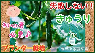 教えて♪きゅうりの育て方【植え方～収穫のコツ】初心者！プランター栽培