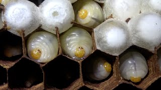 ハチの巣ボコって幼虫を食う【ENG SUB】