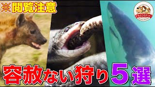 【肉食獣の容赦ない狩り5選】海の王者ホオジロザメ、ヘビを喰うヘビ、獲物を溶かすタランチュラ、どこまでも追ってくるハイエナ、砂の悪魔・アリジゴク…【どうぶつ奇想天外/WAKUWAKU】