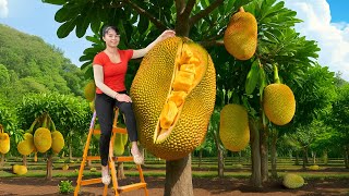 Harvest Jackfruit and Sell at the Countryside Market – Cook Delicious Jackfruit Sticky Rice