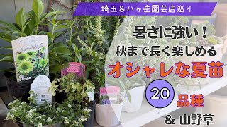 《オシャレに夏花壇を楽しむ♪暑さに強い夏花購入苗》秋まで楽しむ花期の長い草花／宿根草・低木／埼玉園芸店巡り／八ヶ岳も行きました／山野草もいっぱい買ってます
