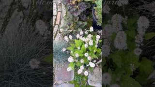 【ようこそ|手間いらずの庭へ】　#ガーデニング #ガーデンdiy #お庭づくり #gardening