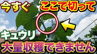 【上級者は皆やってる】キュウリ栽培で100本以上収穫するための〇〇摘心作業
