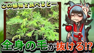 【新脱毛？】食べるだけで全身の毛が抜けるヤバい植物があるのを知っていますか…？
