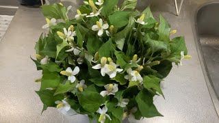 ドクダミチンキ、ドクダミ茶を作る