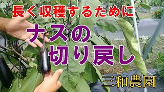 ナスの収穫を長く続けるために必要な作業【ナスの切り戻し】NO317