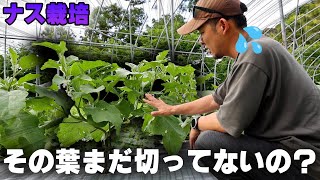 【ナス栽培の重要作業】葉かき・摘葉のしかた【その葉をなぜとるのか】