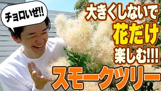 【スモークツリーの欠点】大きくなる、花が咲かない、すべてを解決してスモークツリーを楽しむ方法
