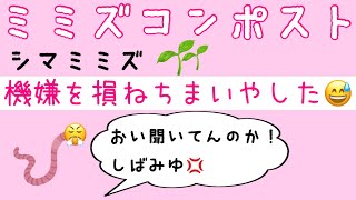 【3回シリーズ　第2弾　清潔で手軽なミミズコンポスト】実験しすぎてシマミミズ怒られた😭 #ミミズコンポスト #ダイソー #室内