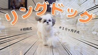 【結婚式】リングドッグの結果が予想外すぎた