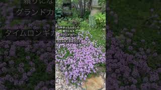 手間いらずの庭にピッタリなグランドカバー #shorts #short #グランドカバー #ガーデニング