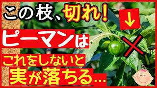 成功する人は必ずやっている！ピーマン栽培の重要作業・剪定と追肥♪収穫量が何倍にもなる最強の育て方～初心者向け家庭菜園～