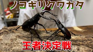 【王者決定戦】迫力満点！クワガタバトル