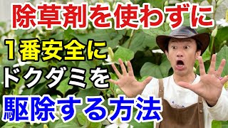 【そのやり方はダメ】ドクダミを除草剤を使わずに賢く防ぐ方法教えます　　　　　　【カーメン君】【園芸】【ガーデニング】【初心者】