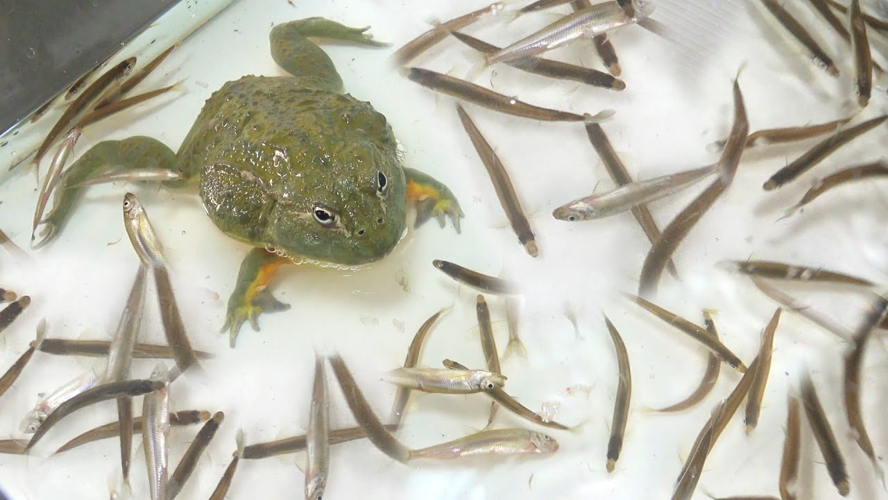 サムネ
