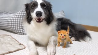 Tiny Kitten Was Rescued and Raised By Border Collie. Now He Considers Himself a Dog!