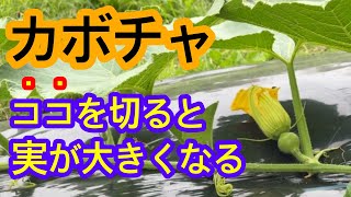 【カボチャ】一度覚えると一生使えるワザ！カボチャもある場所を切ると、大きくて美味しい甘いカボチャが出来上がります！