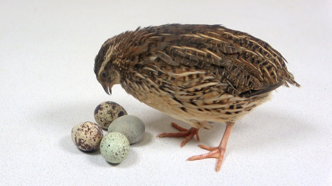 サムネ